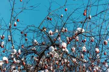 Apple fruits on a tree covered with snow in winter.