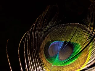Raamstickers eye of the peacock © Amartya