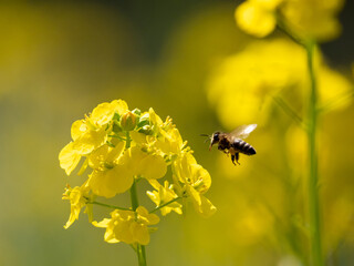春の訪れ　菜の花とミツバチ