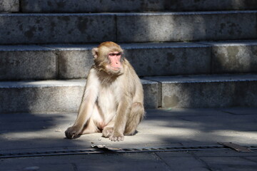 Japanese macaque lazing in sunrays 