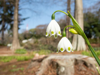 春の訪れ　スノーフレークの白い花
