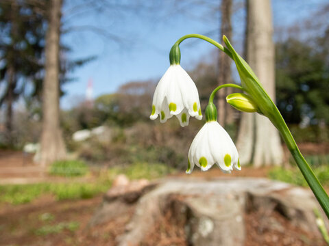 スノーフレーク Images Browse 3 454 Stock Photos Vectors And Video Adobe Stock スノーフレーク Images Browse 3 454 Stock Photos Vectors And Video Adobe Stock