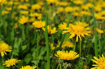 dandelion flower meadow nature yellow summer