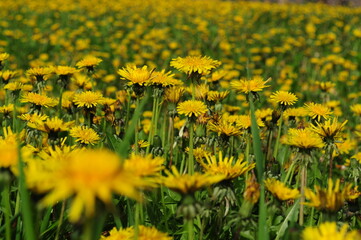 dandelion flower meadow nature yellow summer