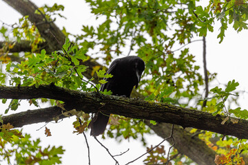 Crow stay on branch in park