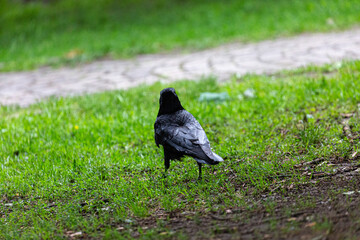 Crow walking on the grass in park
