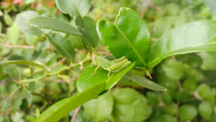 grasshopper on a leaf in the morning