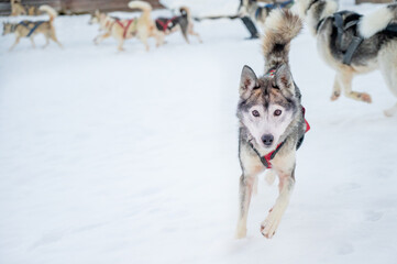 Husky playing and running in snow