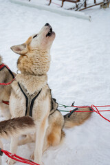 Naklejka premium Howling husky just before a run
