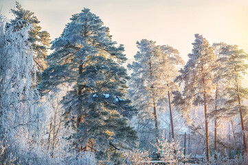 Pine trees in white snow frost in the Moscow region
