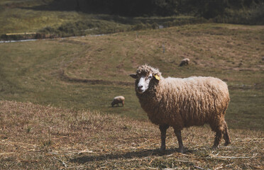 Obraz premium Portrait of the sheep in the farmland.