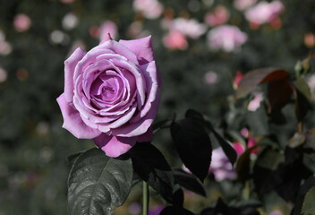 Purple rose in the garden.