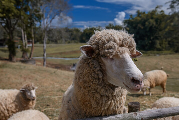 Portrait of the sheep in the farmland.
