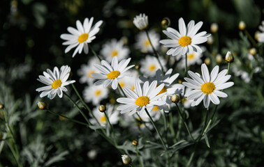 Small flower bush garden.