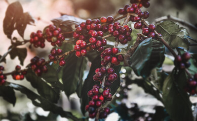 Coffee fruits on the plan.
