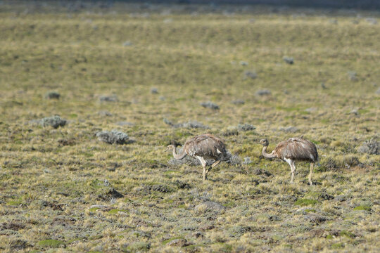 The common rhea or pampean rhea, is a species of strutioniform bird of the Rheidae family.