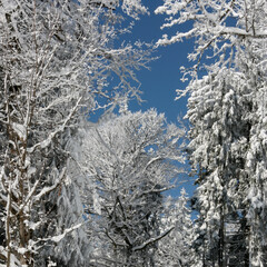 Trees in winter under snow