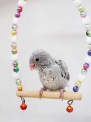 Selective focus of forpus parrotlet newborn bird studio shot on white background