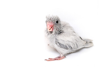 Selective focus of forpus parrotlet newborn bird studio shot on white background