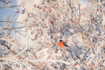 Bullfinches on the frosty branches of the viburnum