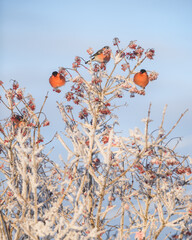 Bullfinches on the frosty branches of the viburnum