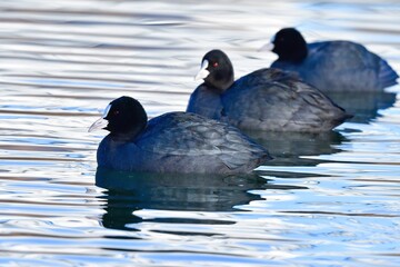 白黒のシックな身近な水鳥オオバン