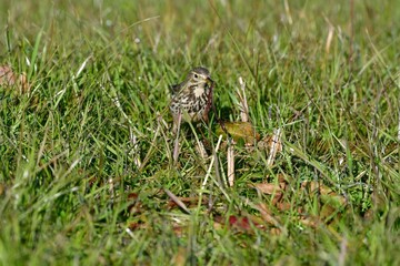ミミズをとらえたセキレイのような冬に見られる渡り鳥タヒバリ