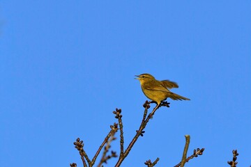 春と秋に日本を通過する渡り鳥、ウグイスに似たムジセッカ