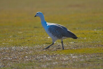 The common geese or Magellan goose, is a species of anseriform bird of the Anatidae family.