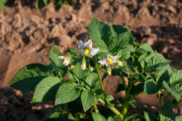 White flowers of blooming potatoes in the garden at sunset.