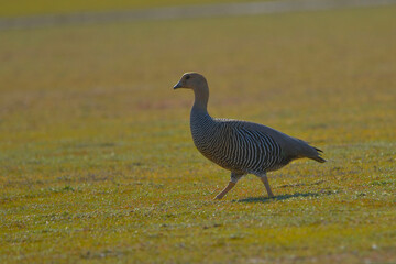 The common geese or Magellan goose, is a species of anseriform bird of the Anatidae family.