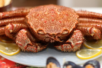 close up of crab