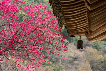 Spring of Hwaeomsa Temple in Gurye, South Korea.
화엄사, 구례, 매화, 흑매화.