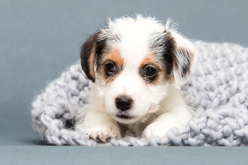 jack russell terrier puppy looking