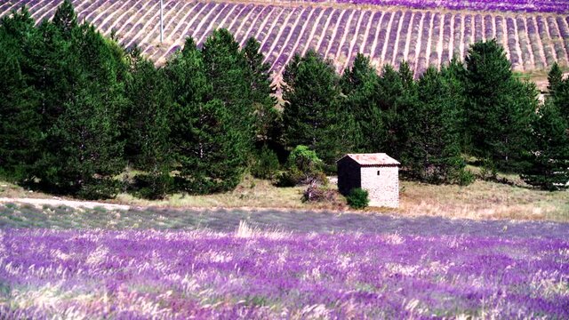 Provence landscape with blooming lavender fields. Sault region, Vaucluse nature, Plateau d'Albion in France.