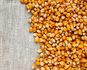 Dry Corn seeds