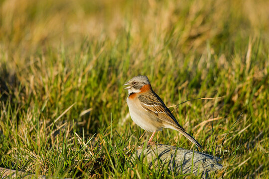 Chingolo, this emberizido is one of the most seen birds in all of Argentina.