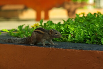A small nimble chipmunk sits on a concrete fence against a background of green plants.