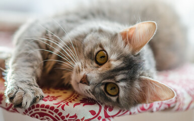 Grey cat lying on the carpet