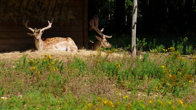 Fallow deer buck in natural environment. Vision Park in Auberive region, France. Slow motion