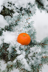 Mandarine on the snowed fir-tree branch
