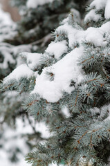 Snow covered blue spruce branches
