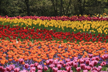 チューリップ畑