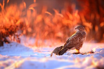 Fototapeta Wild common buzzard, buteo buteo, sitting on the snow in winter illuminated by morning sun. Bird of prey looking back in a sunlit nature scenery. Animal wildlife in cold weather. obraz