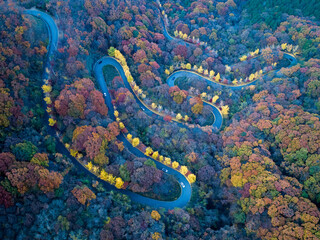 Aerial view of winding road through autumn forest, Yellow ginkgo trees. South Korea. 은행나무가 노랗게 물든 가을 단풍 길.	
