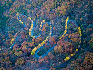 Obraz premium Aerial view of winding road through autumn forest, Yellow ginkgo trees. South Korea. 은행나무가 노랗게 물든 가을 단풍 길. 