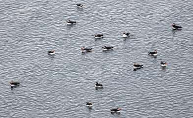 Group of Atlantic Puffins on the water in Iceland