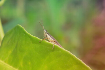 grasshopper on a leaf