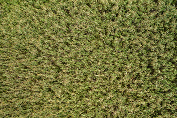 Infinite structure of a reed grass from aerial perspective. Natural green background with green plants captured from above. Open grassland habitat in nature. - obrazy, fototapety, plakaty
