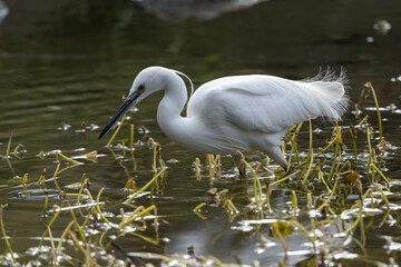 Little white heron is walking in the water and looking for a prey. 